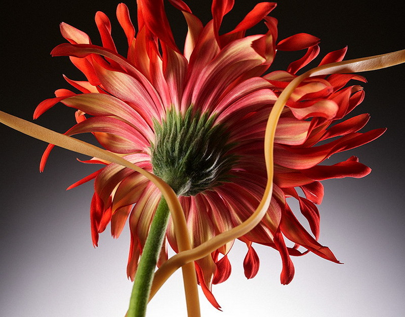 Vitality разгромила Spirit в финале IEM Rio 2026 и выиграла $1 млн в золотых слитках в гонке Grand Slam